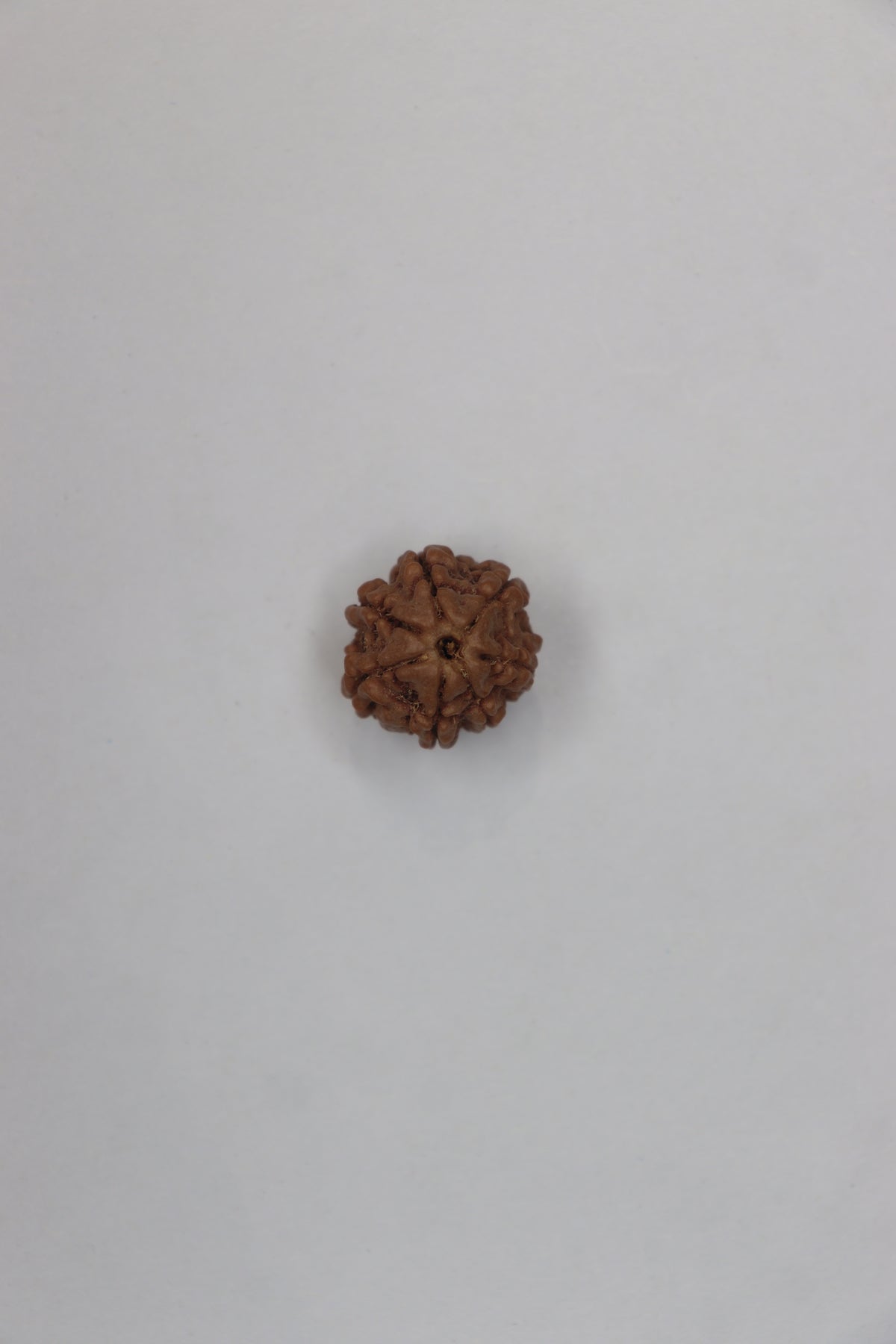 Natural 7 Mukhi Rudraksha (Nepali)
