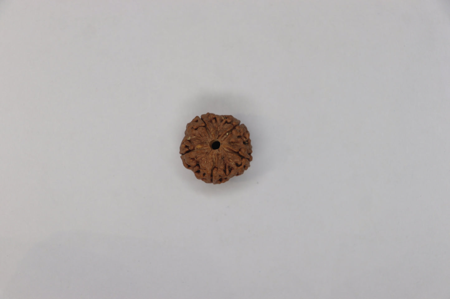 Natural 5 Mukhi Rudraksha (Nepali)