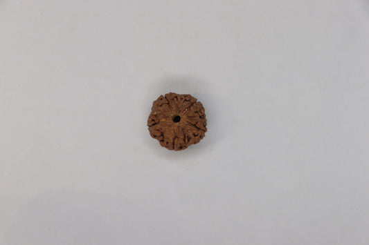 Natural 5 Mukhi Rudraksha (Nepali)